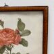 Illustration Rose Redouté