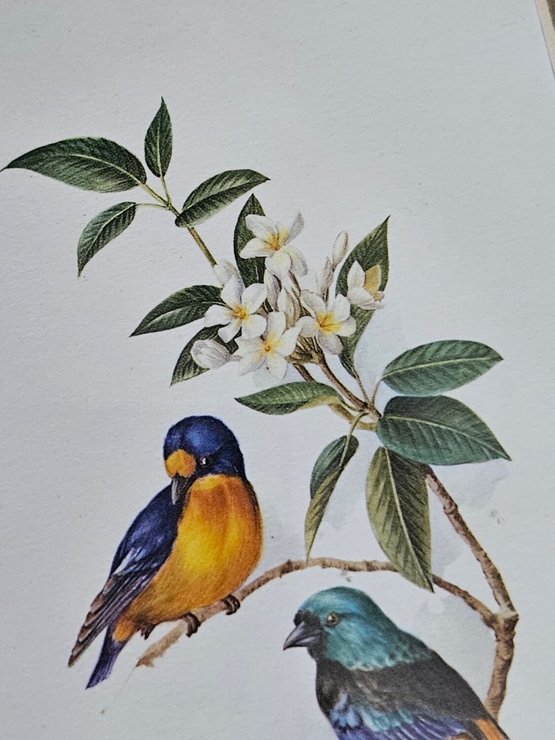 Lithograph Birds on a branch in gilded frame