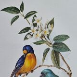 Lithograph Birds on a branch in gilded frame