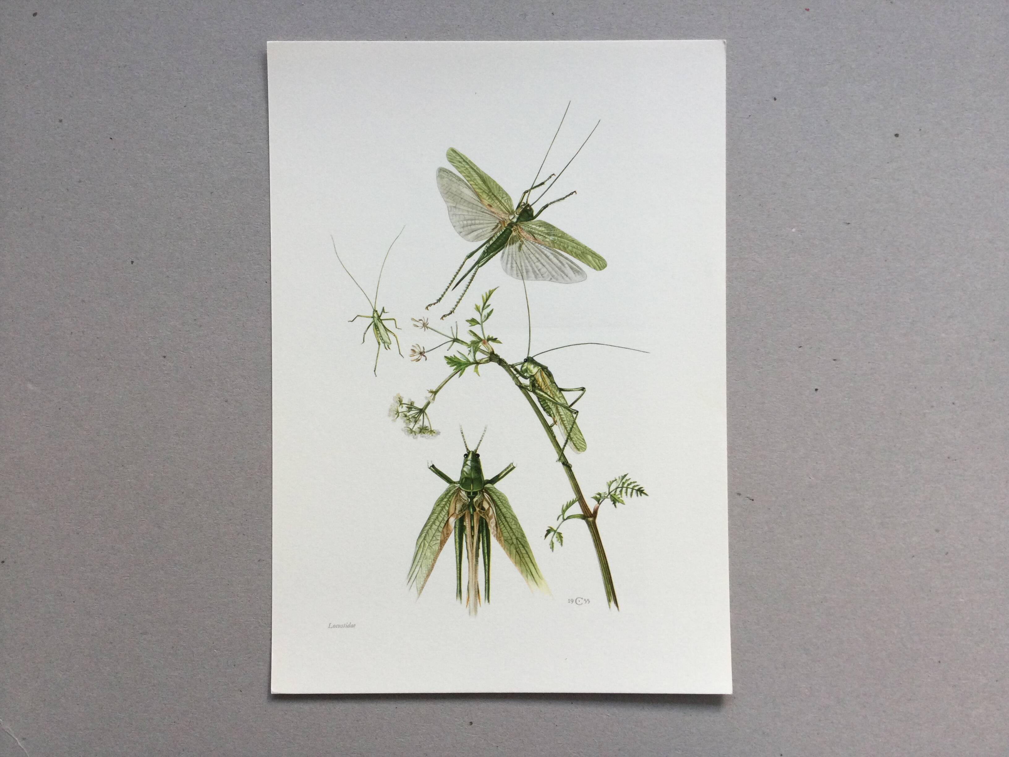 Antique illustration "insects", 1960s
