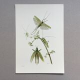 Old illustration "insects", 1960s