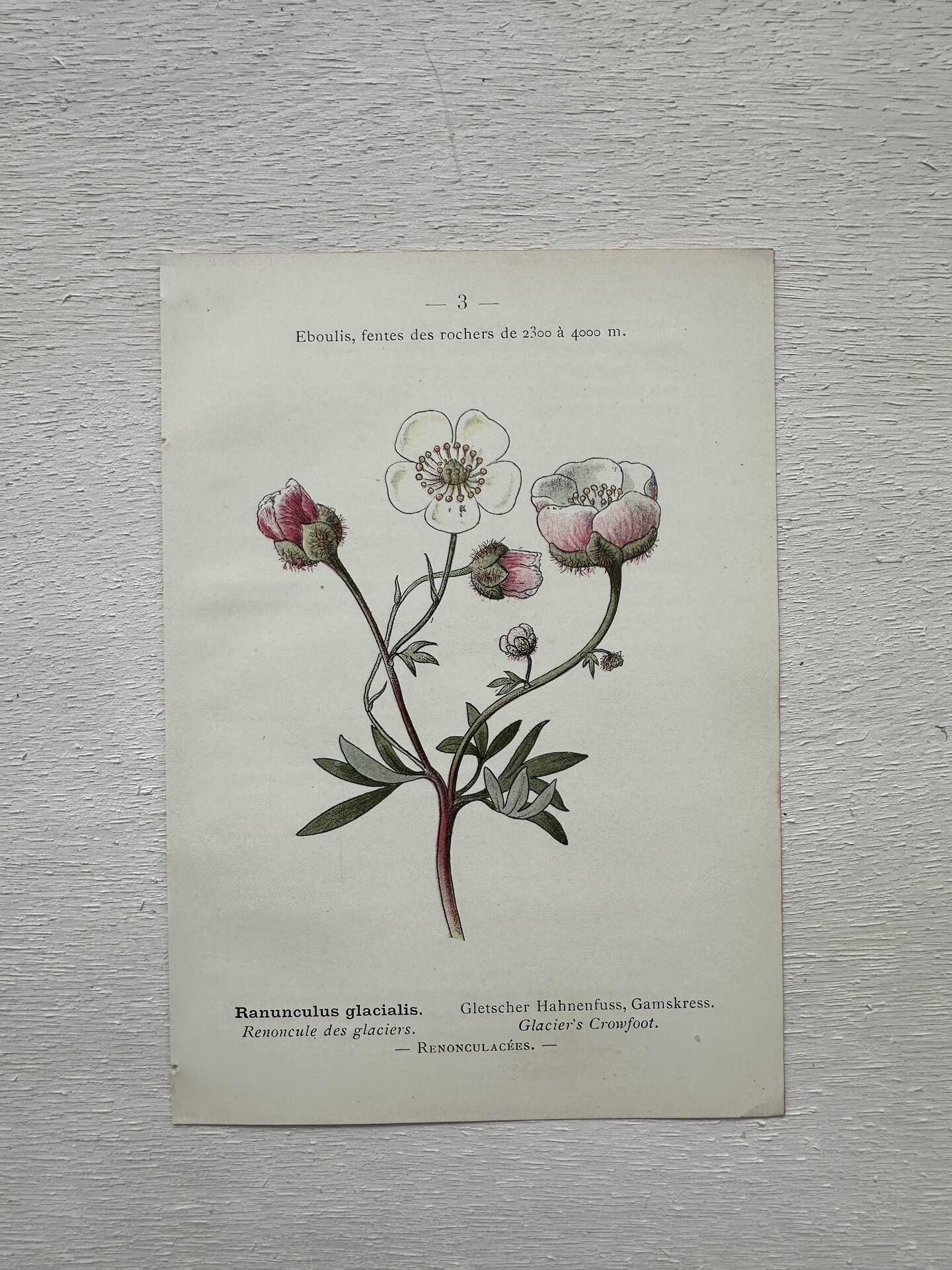 Botanical Plate 1800 Old Naturalist Engraving 19th Century Double-Sided