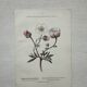 Botanical Plate 1800 Old Naturalist Engraving 19th Century Double-Sided