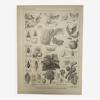 Original engraving from 1922 Harmful insects - Old botanical plate