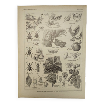 Gravure Originale de 1922  Insectes nuisibles - Planche botanique ancienne