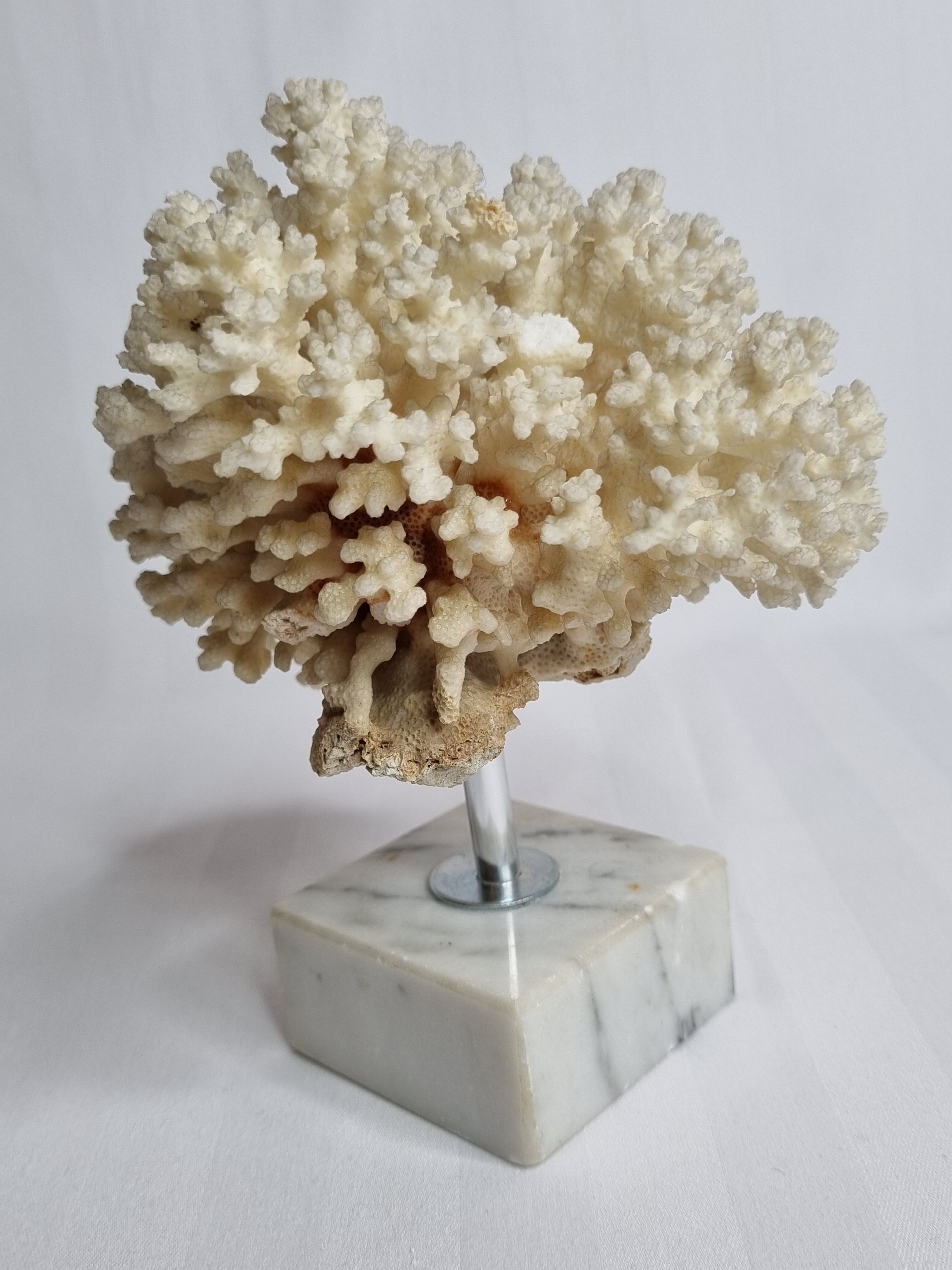 Ancient white coral on marble base