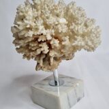Ancient white coral on marble base