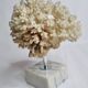 Ancient white coral on marble base