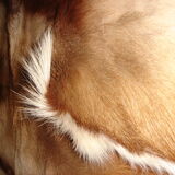 Skin of goat or tanned impala, ideal descent of bed 50x100cm
