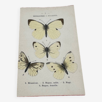 Antique butterfly botanical board engraving 1903 double sided