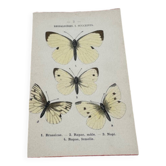 Antique butterfly botanical board engraving 1903 double sided