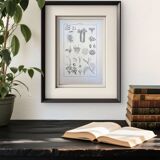 Printed in 1889, the Euphorbiaceae. Antique botanical plate.