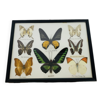 Vintage naturalized butterflies frame