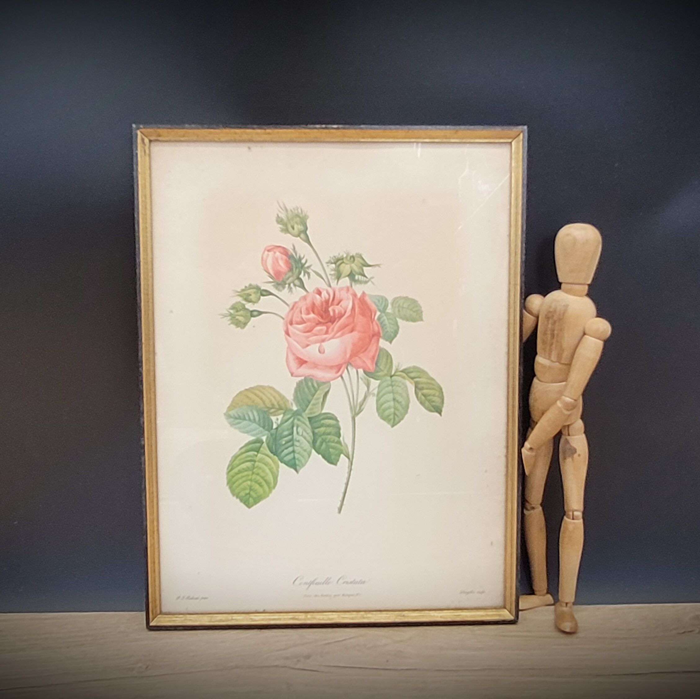 Lithograph rose one hundred leaf cristata
