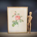 Lithograph rose one hundred leaf cristata