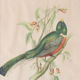 Exotic bird frame