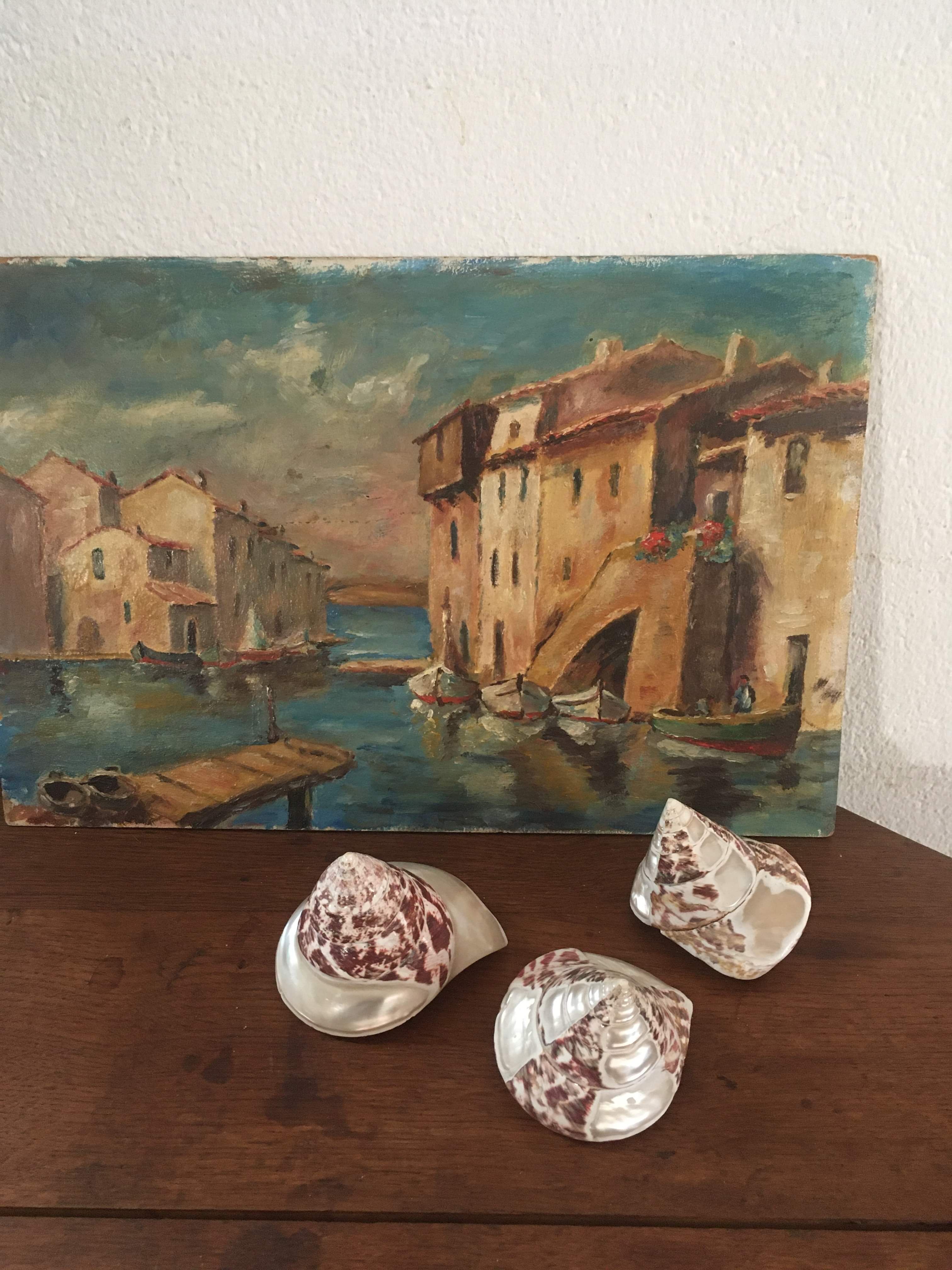 Lot 3 trocas gasteropod shells.