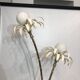 Two branch palm tree floor lamp 1970s italian hollywood regency brass