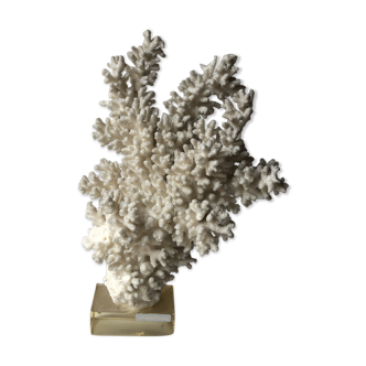 Large coral of the 1970s