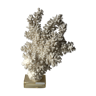 Large coral of the 1970s