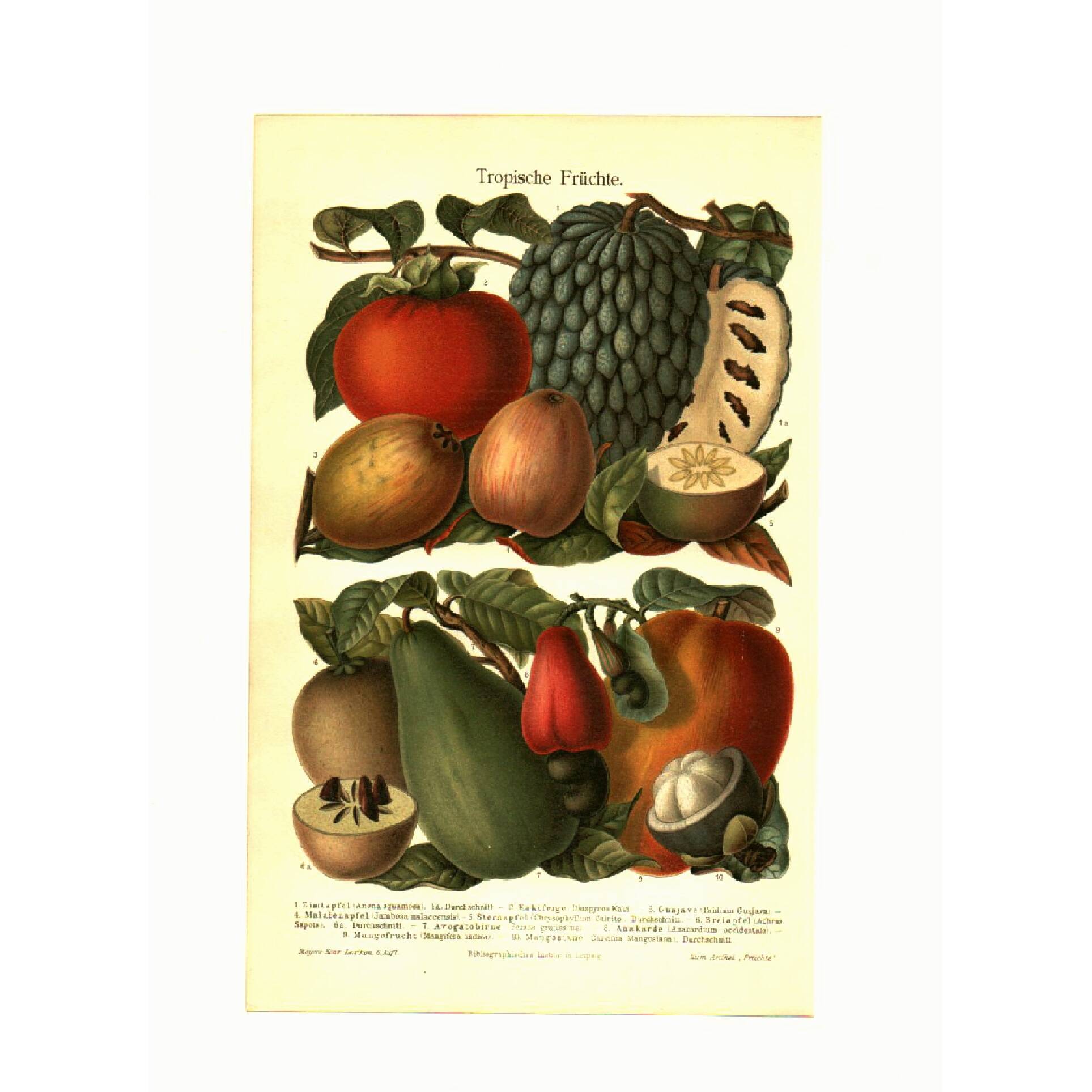 Botanical engraving from 1904 - Tropical fruits - Papaya, pomegranate, cuisine