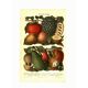 Botanical engraving from 1904 - Tropical fruits - Papaya, pomegranate, cuisine
