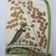 Gravure oiseau, allouette, repro Catesby/Seligmann