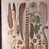 Lithographie sur les plumes de 1922