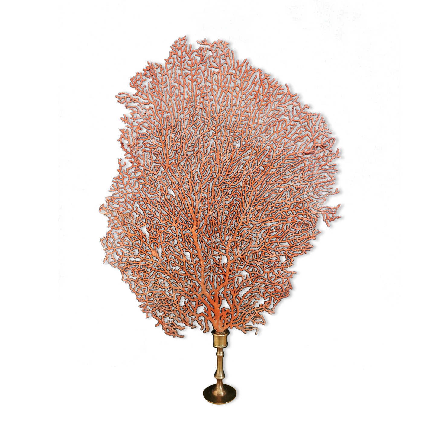 Gorgon Rouge, Brass base (Early XXth) 33*23 cm