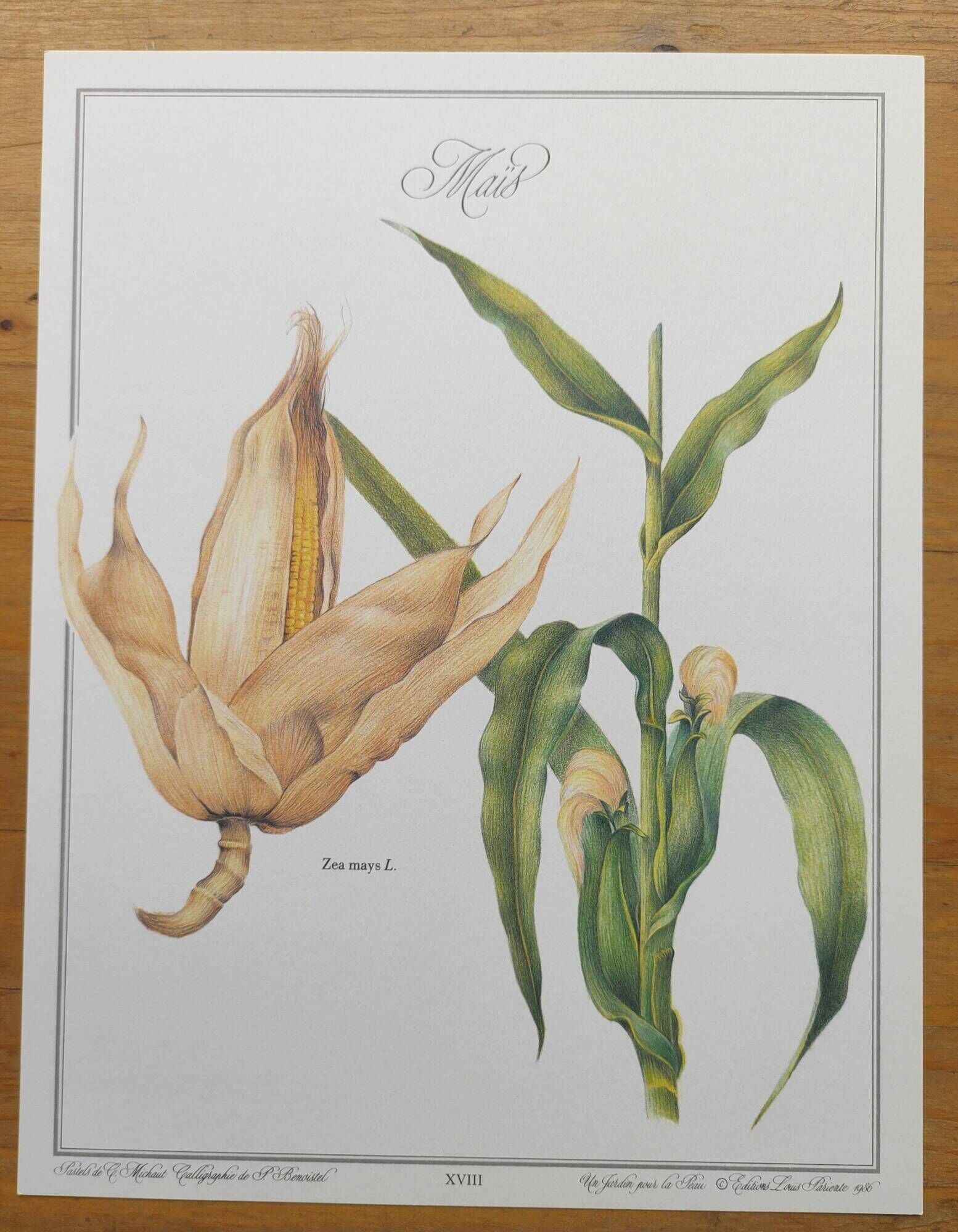 Botanical engraving -Corn- Poster of medicinal plants and herbs by Michaut