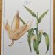 Botanical engraving -Corn- Poster of medicinal plants and herbs by Michaut