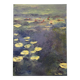 Water Lily Reflections