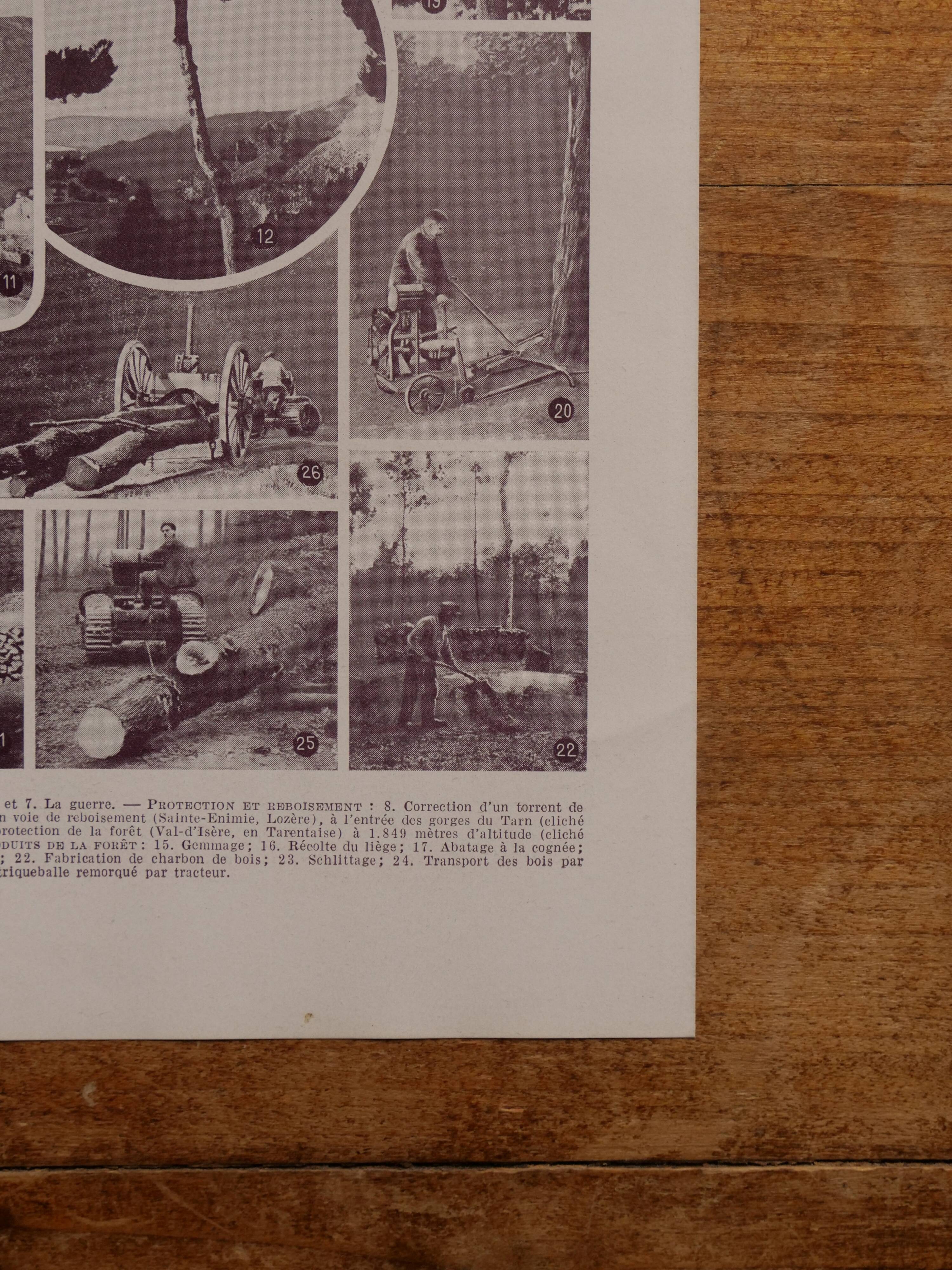 Original lithographs on forest and forest trees