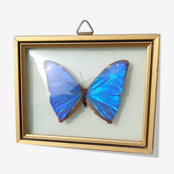 Curved frame of morpho butterfly from Brazil