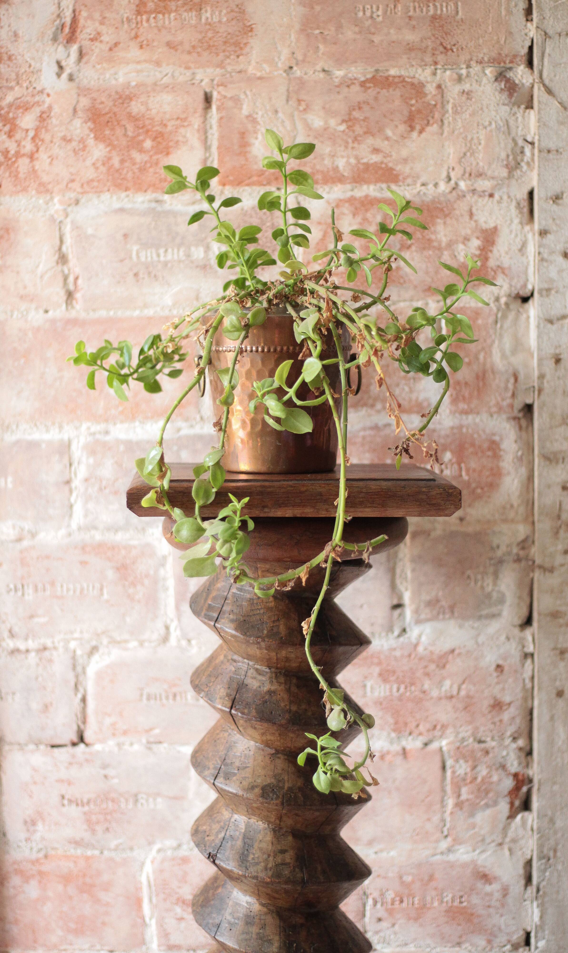 Vintage turned wooden press screw column
