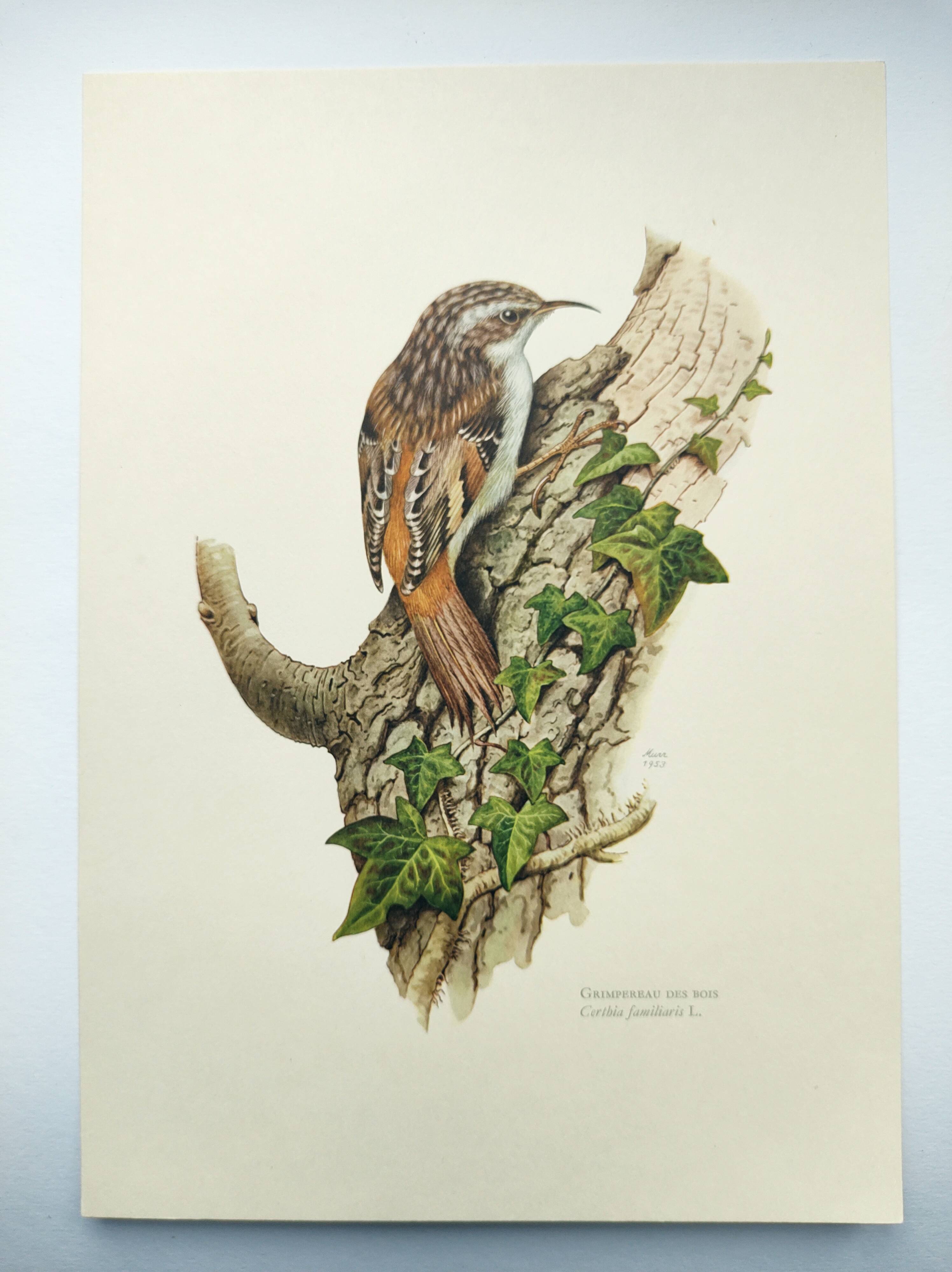 Vintage bird illustration from the 60s - Woodcreeper - Old zoological board