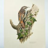 Vintage bird illustration from the 60s - Woodcreeper - Old zoological board
