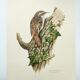 Vintage bird illustration from the 60s - Woodcreeper - Old zoological board