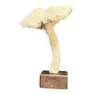 Champignon en ancien corail blanc sur socle bois xixe XXe cabinet de curiosités vintage
