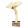 Champignon en ancien corail blanc sur socle bois xixe XXe cabinet de curiosités vintage