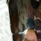Ice in chromed metal and macassar ebony and pliers bucket