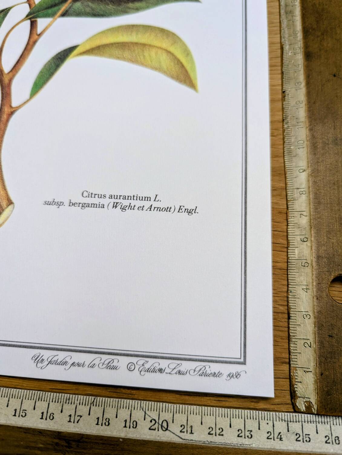 Printed in 1986, the bergamot tree. Vintage Botany.