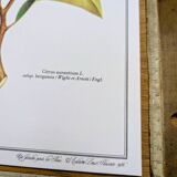 Printed in 1986, the bergamot tree. Vintage Botany.