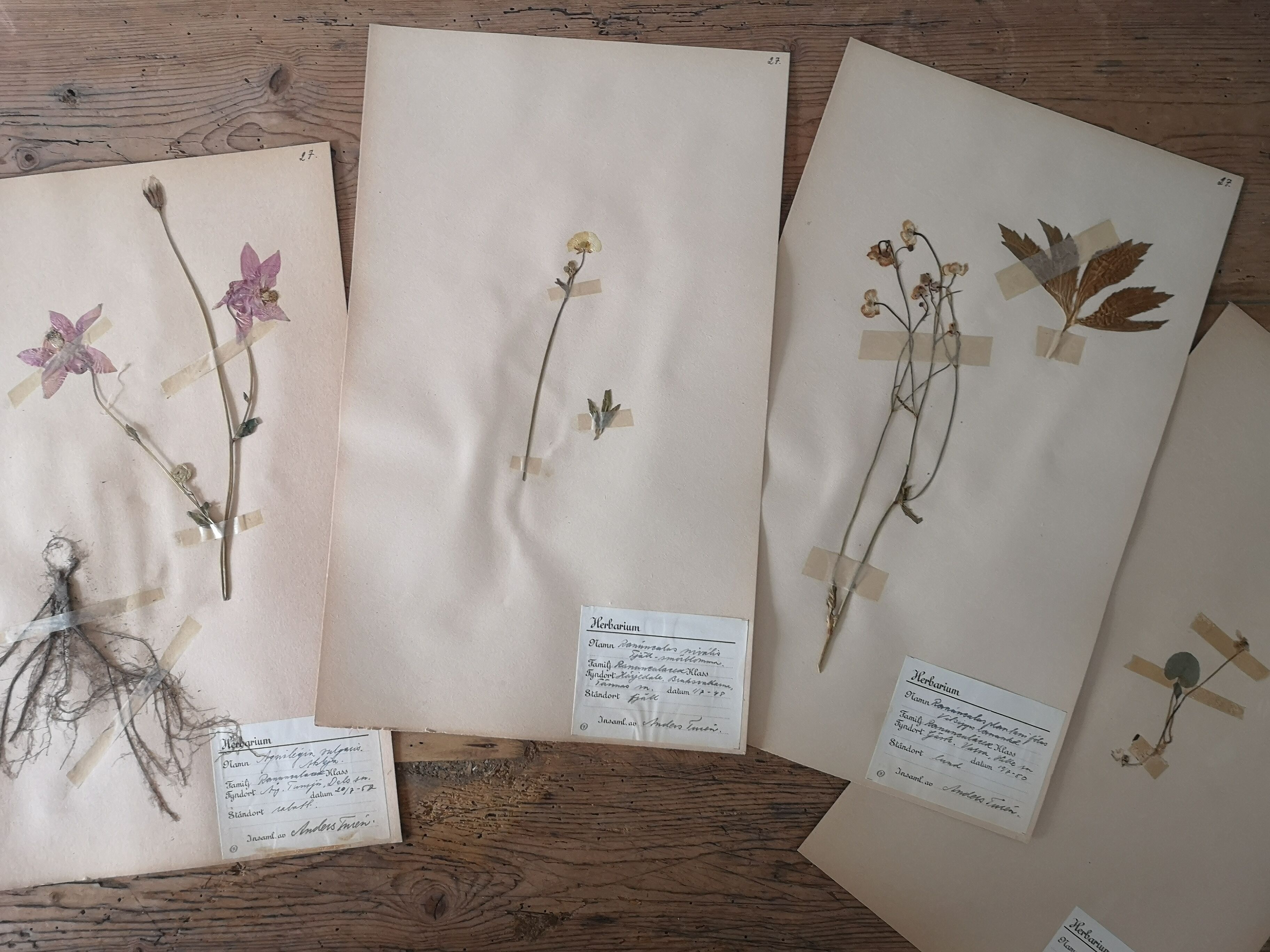 Ancient Swedish herbarium boards