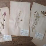 Ancient Swedish herbarium boards