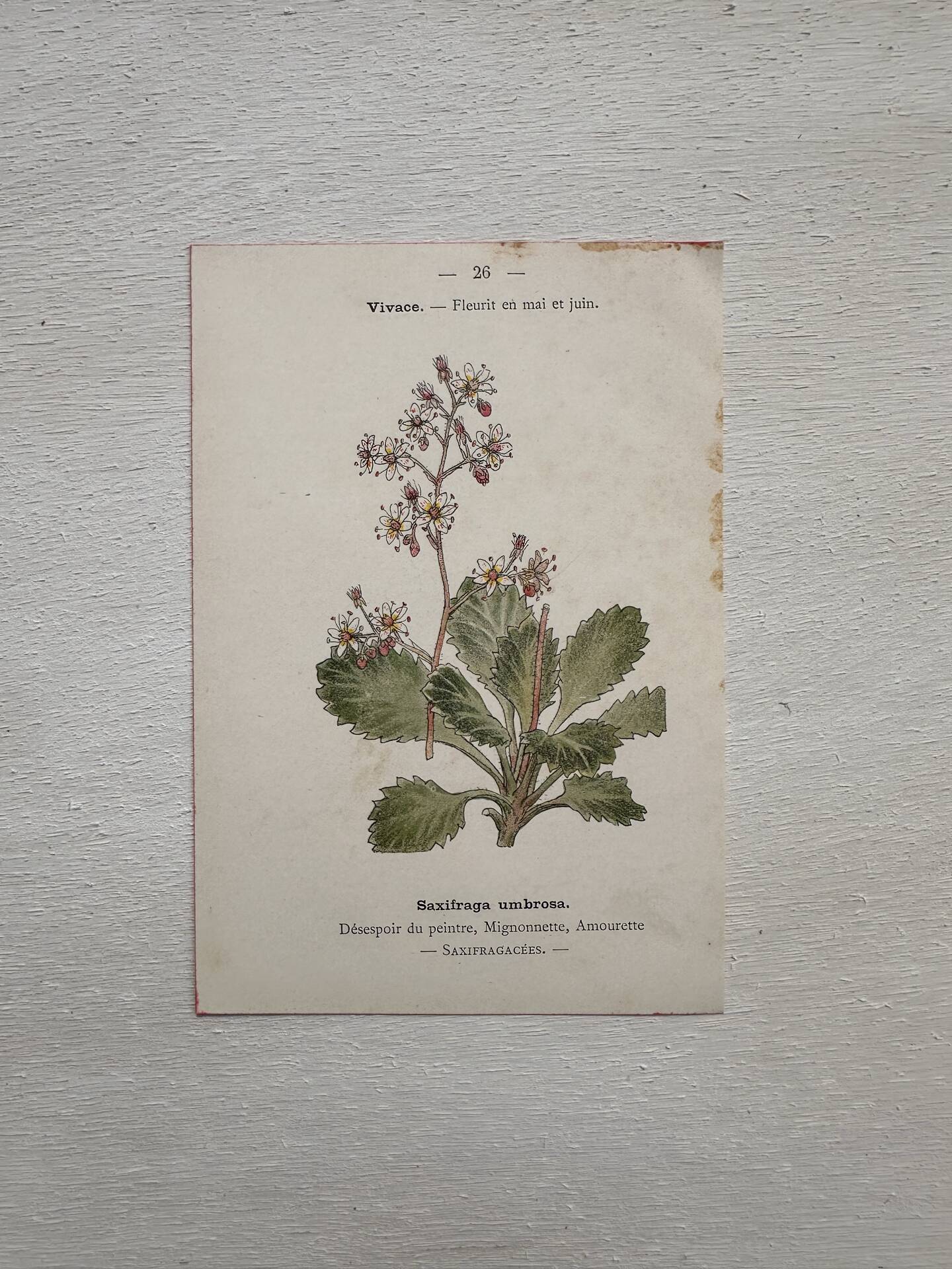 Botanical Plate 1800 Old naturalist engraving 19th century double-sided