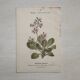 Botanical Plate 1800 Old naturalist engraving 19th century double-sided