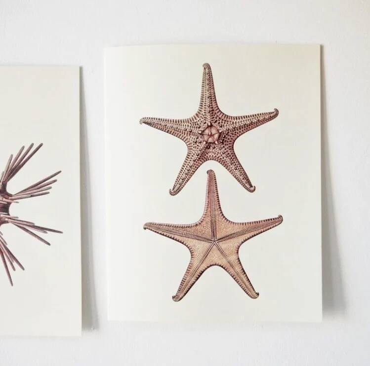 Bestiary plates from the Natural History Museum The starfish