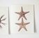 Bestiary plates from the Natural History Museum The starfish