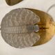 Fritz short brass and glass appliques in the shape of leaves Orrefors, 1960s